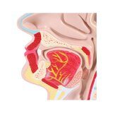 Anatomisch model van mond en keel