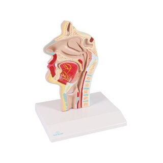 Anatomisch model van mond en keel