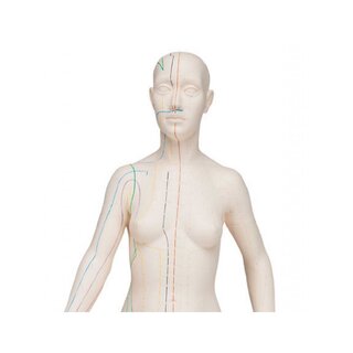 Acupunctuurmodel 70 cm - Vrouw